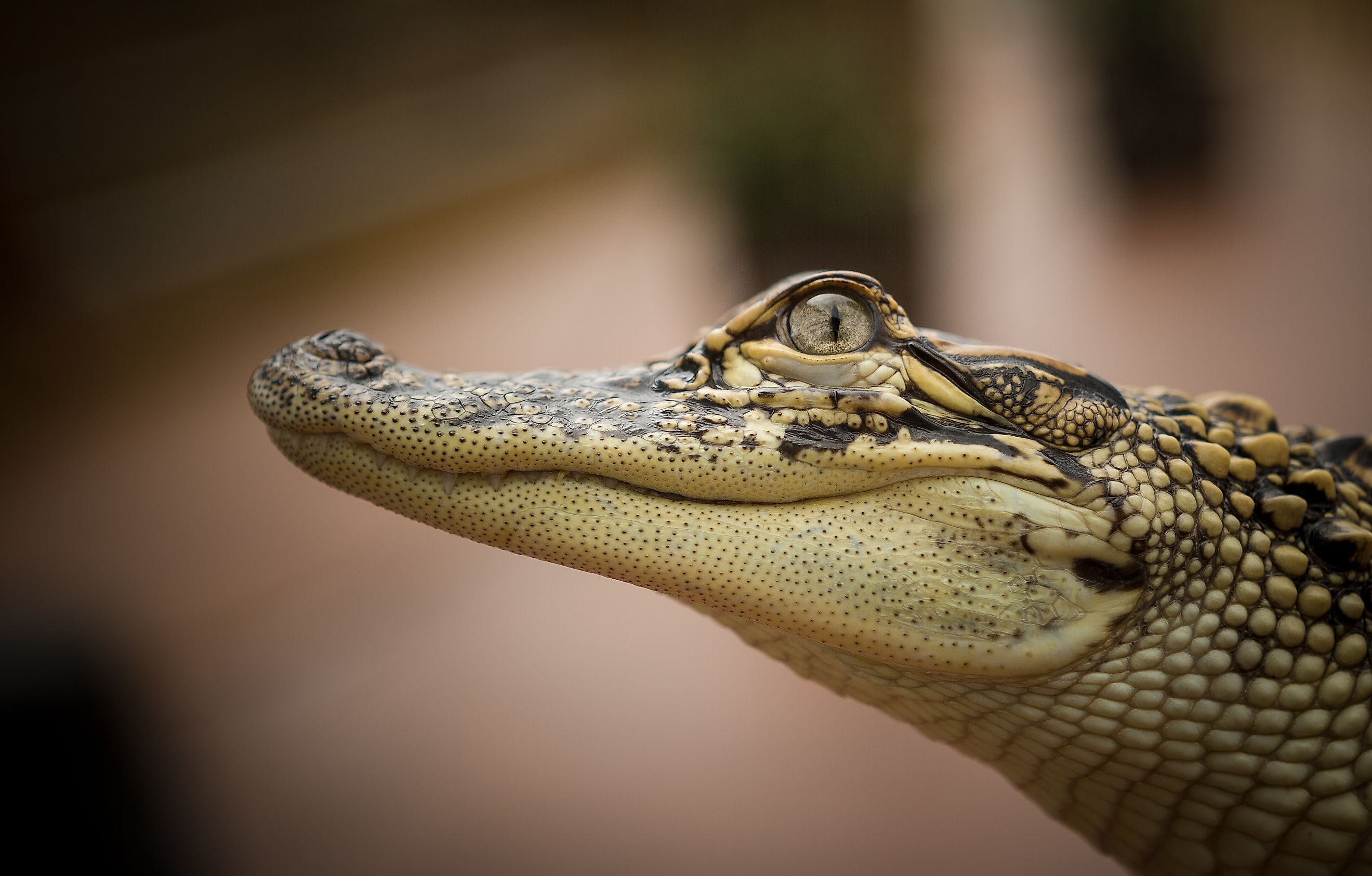 Alligator at the Texas State Aquarium, USA