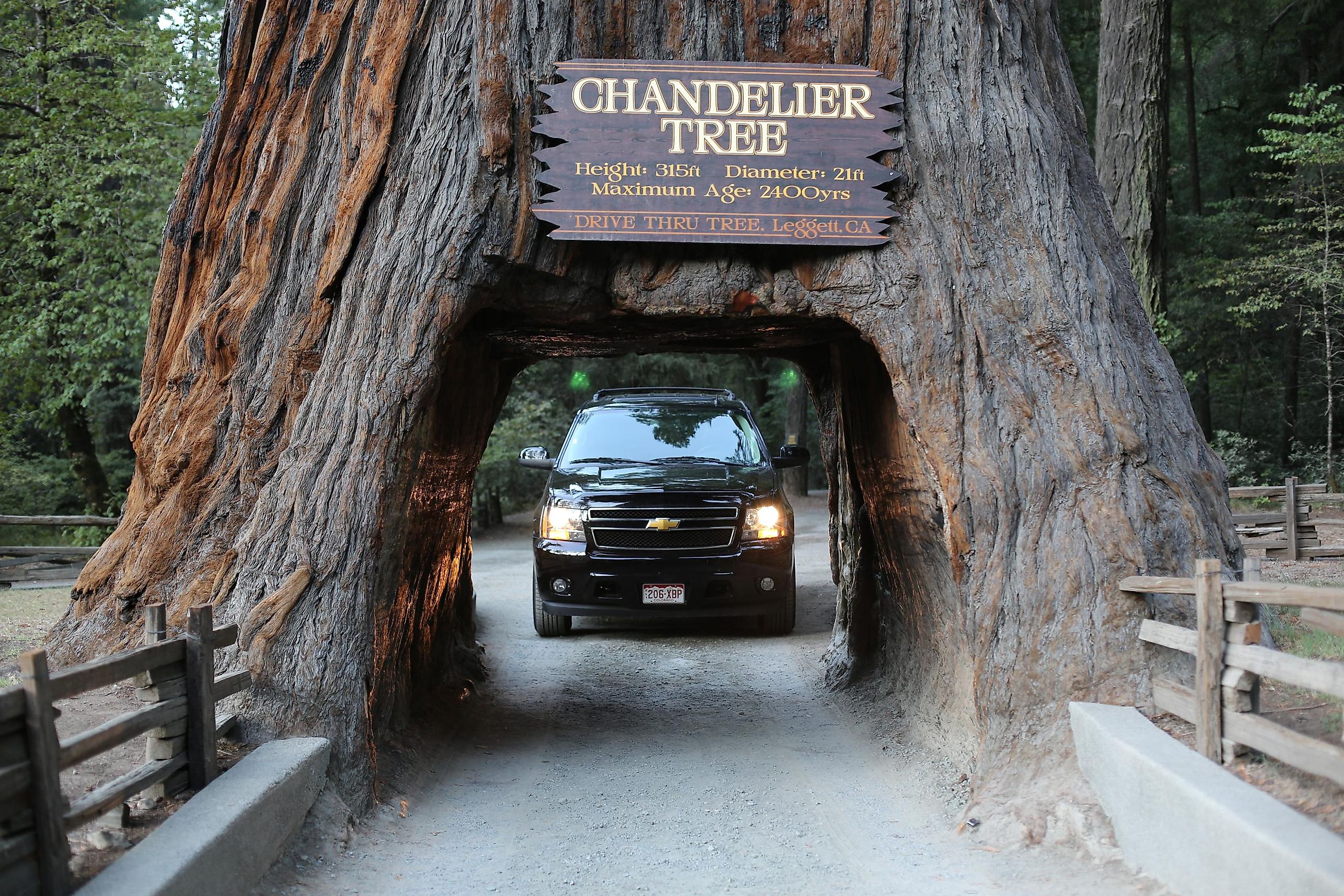 You Can Drive Through Trees In California Heres How Worldatlas