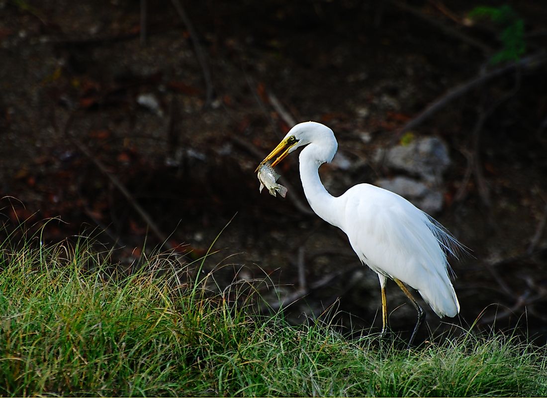 what-do-cranes-eat-worldatlas