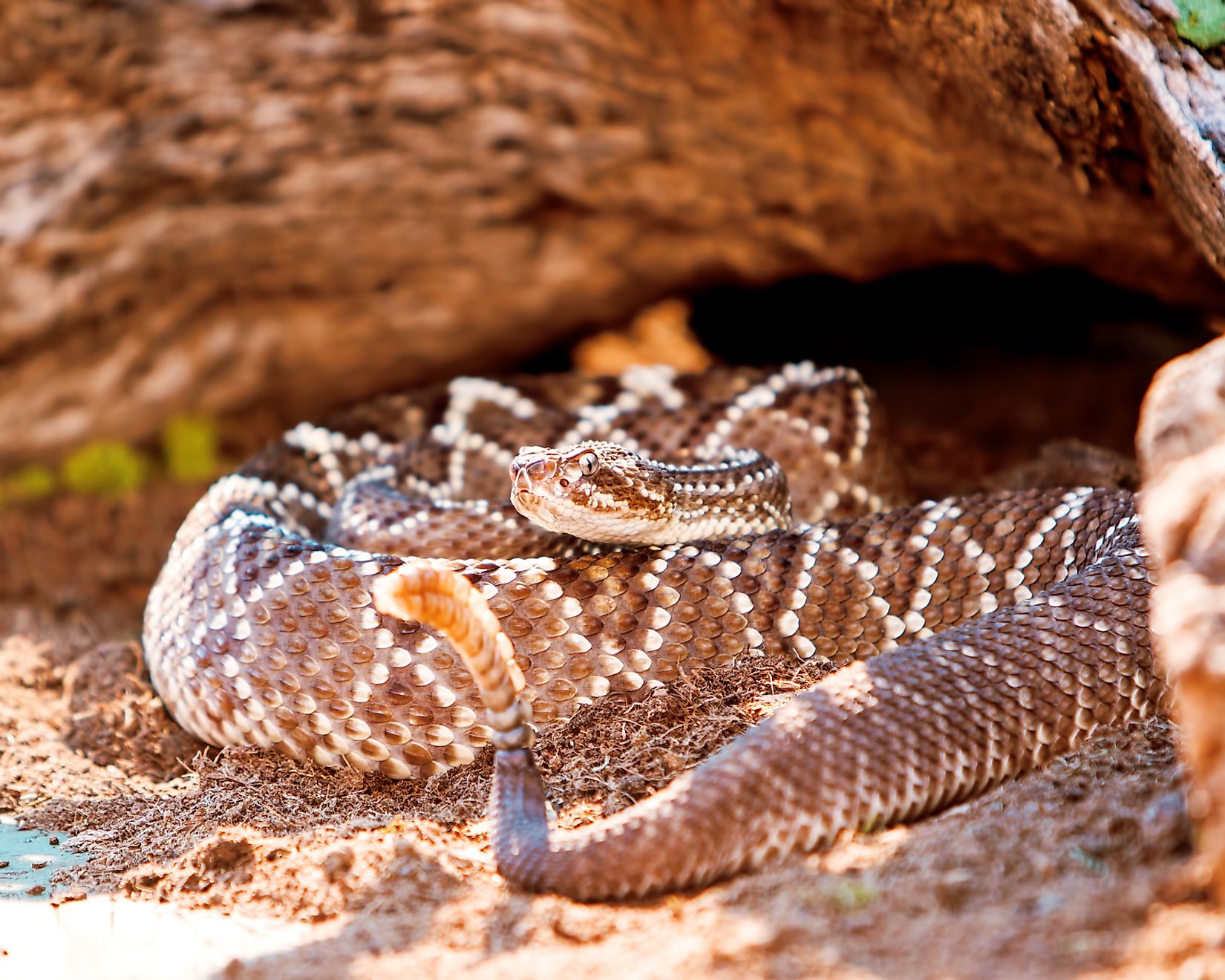 venomous-snakes-of-the-amazon-basin-worldatlas