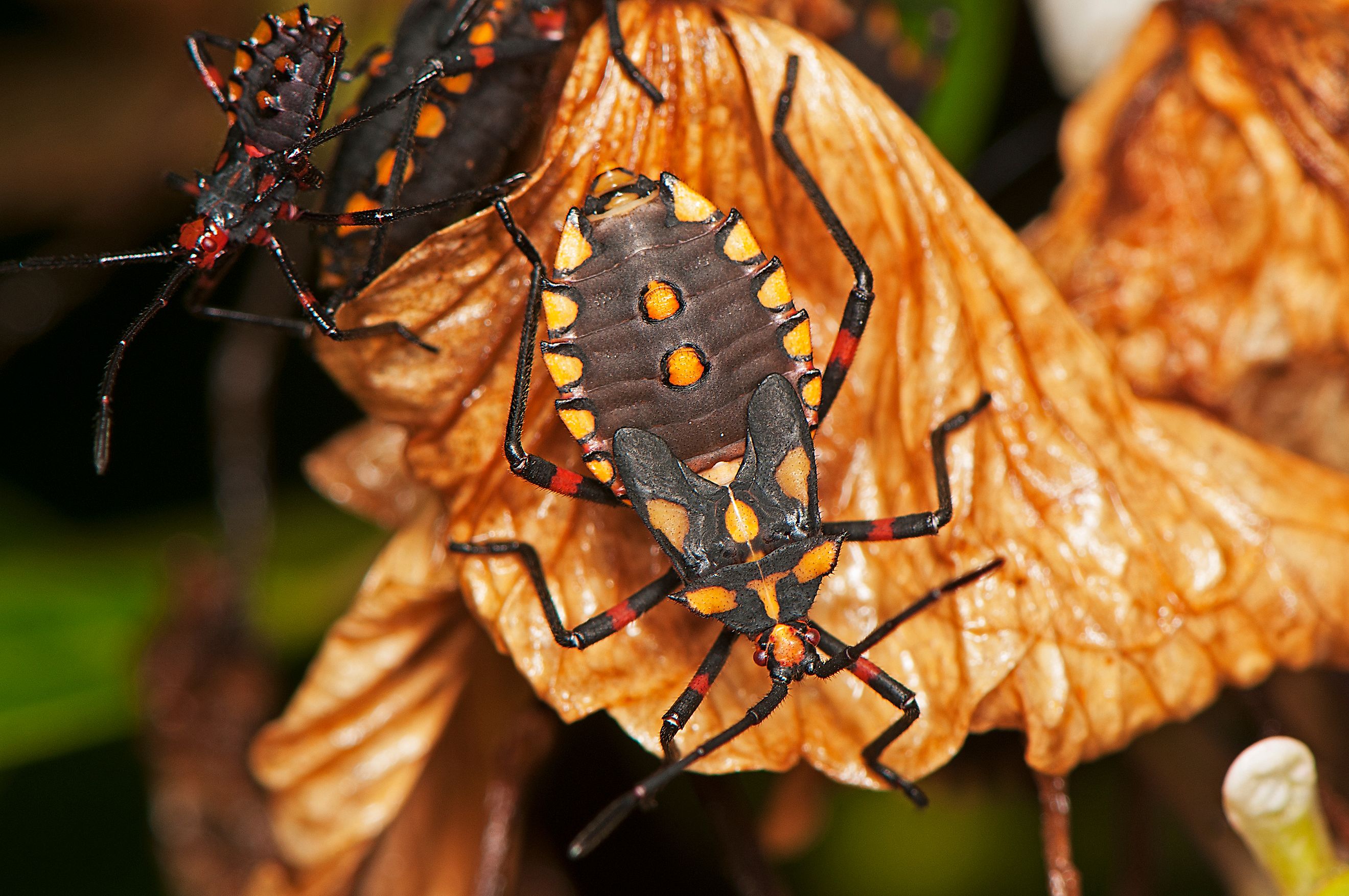 Conenose bugs, kissing bugs, assassin bugs, or vampire bugs