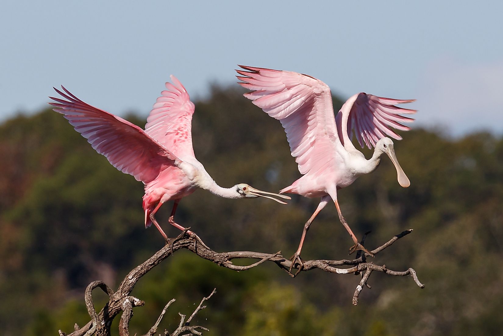 fascinating-animals-that-live-in-mangrove-forests-worldatlas