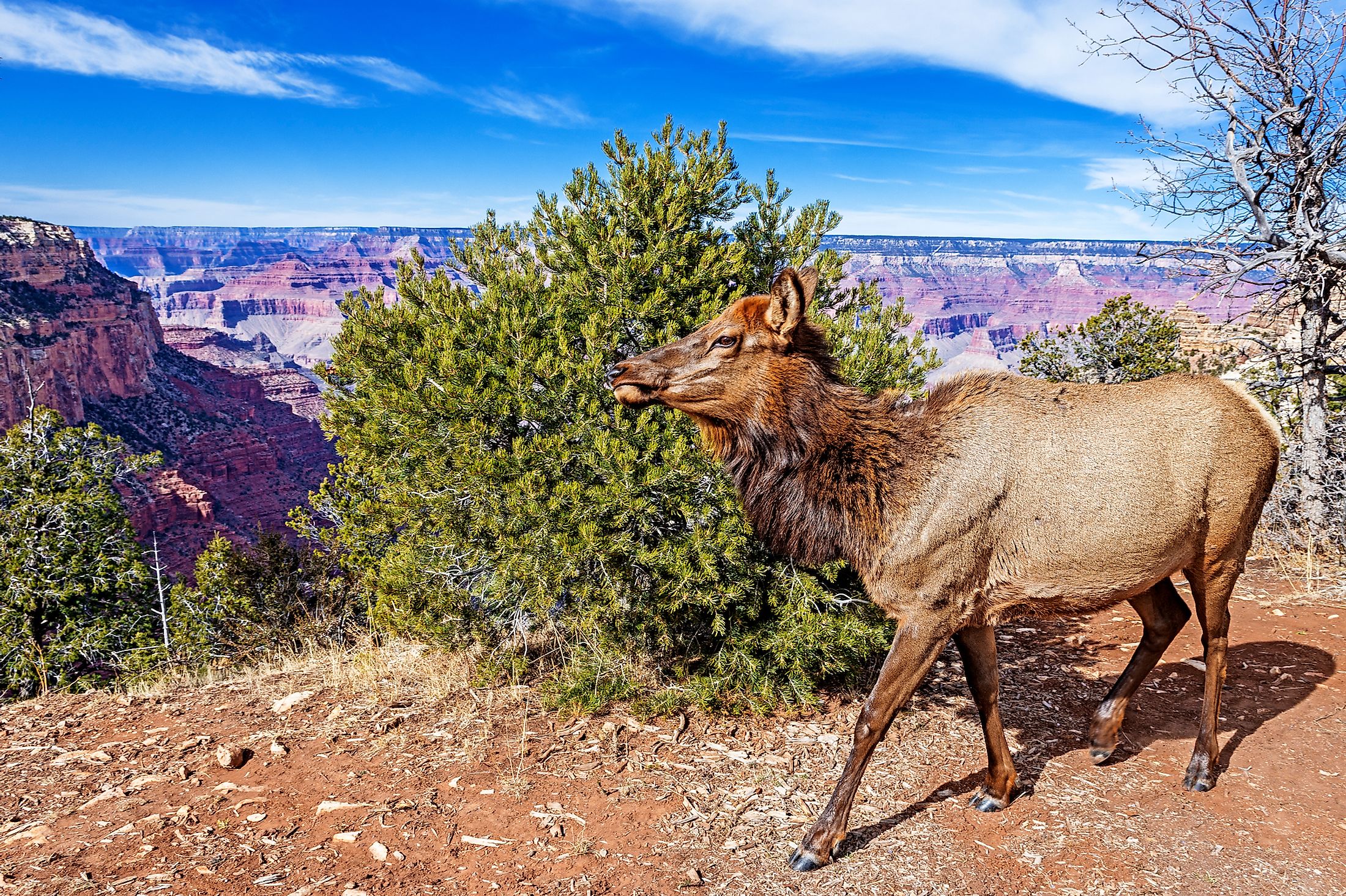 10 Reasons You Should Never Get Lost At The Grand Canyon - WorldAtlas