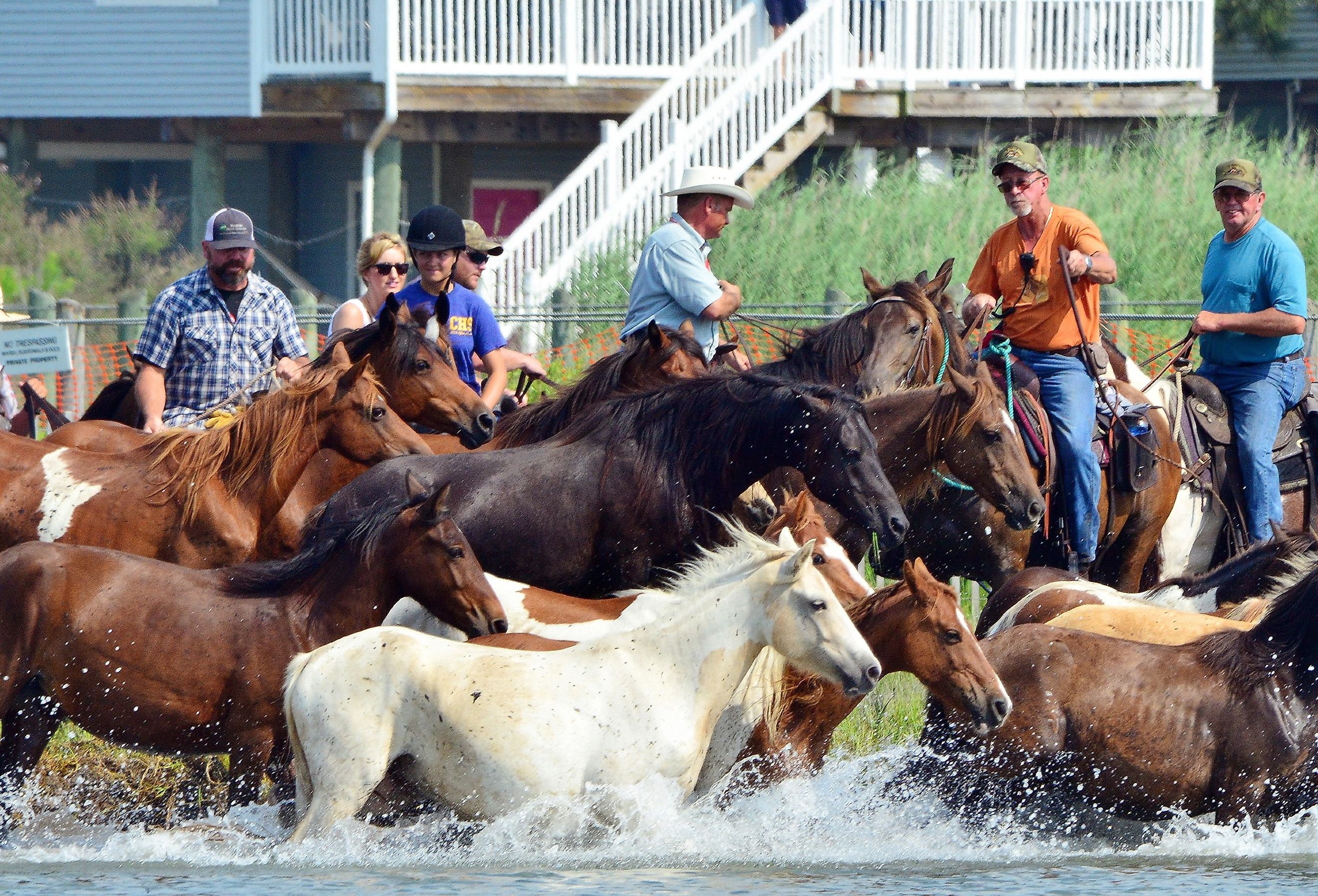 Chincoteague ponies beginning their swim back to their home on Assateague Island, Chincoteague Island, Virginia. Image credit The Old Major via Shutterstock