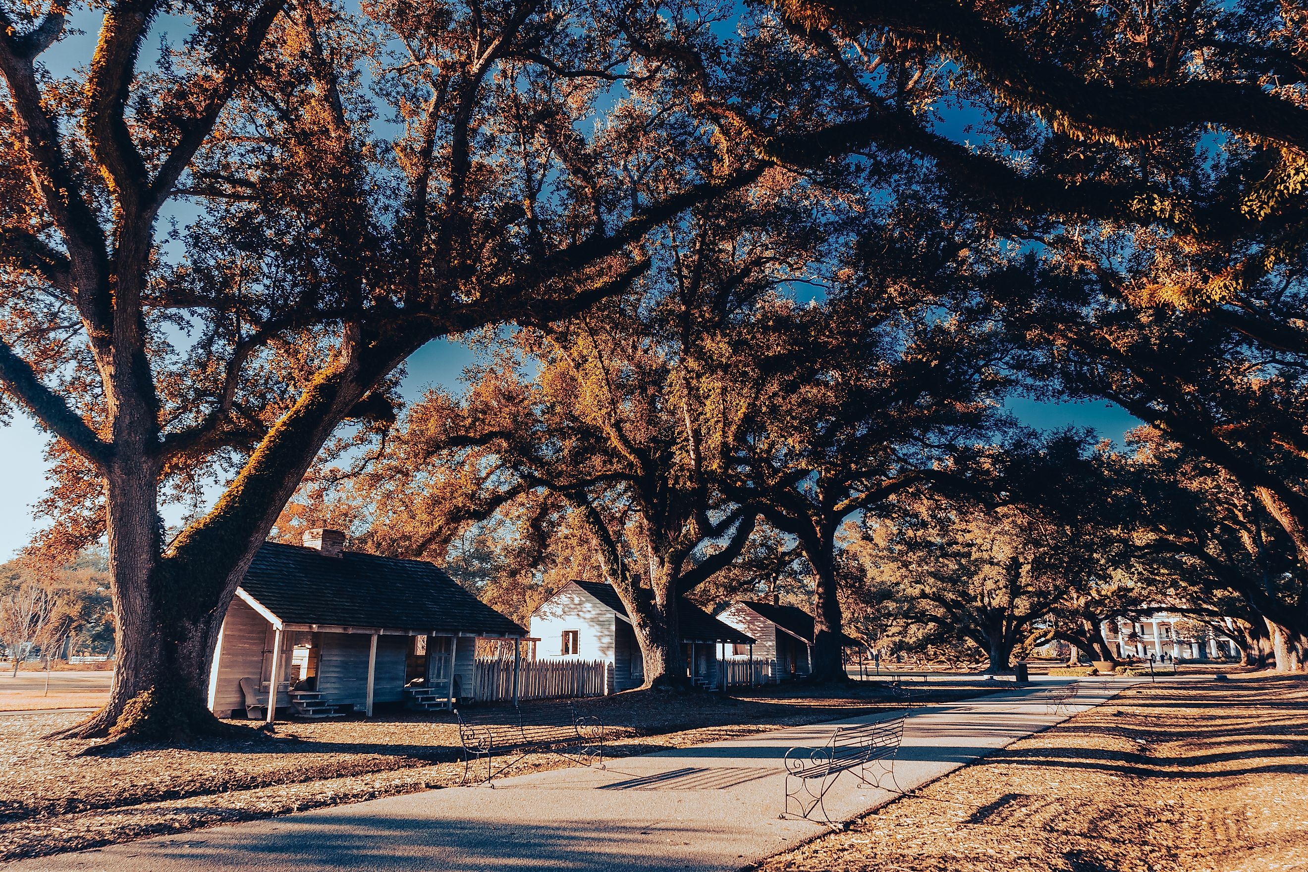 Scenic fall foliage in Oak Alley Plantation along the Great River Road in Louisiana.