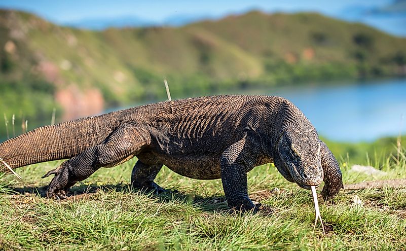 10 Animals Found In Indonesia Worldatlas