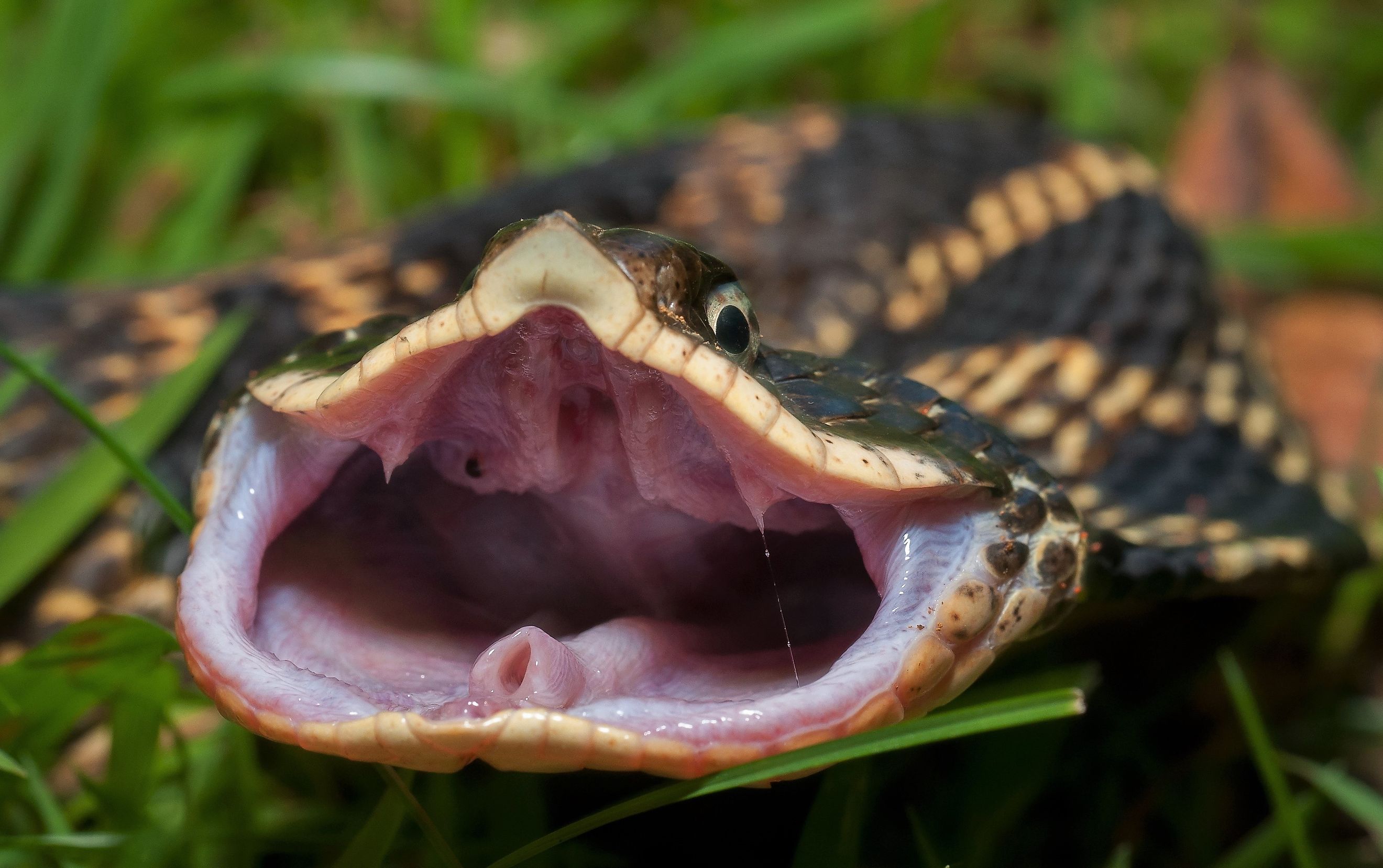 Eastern Hognose snake 