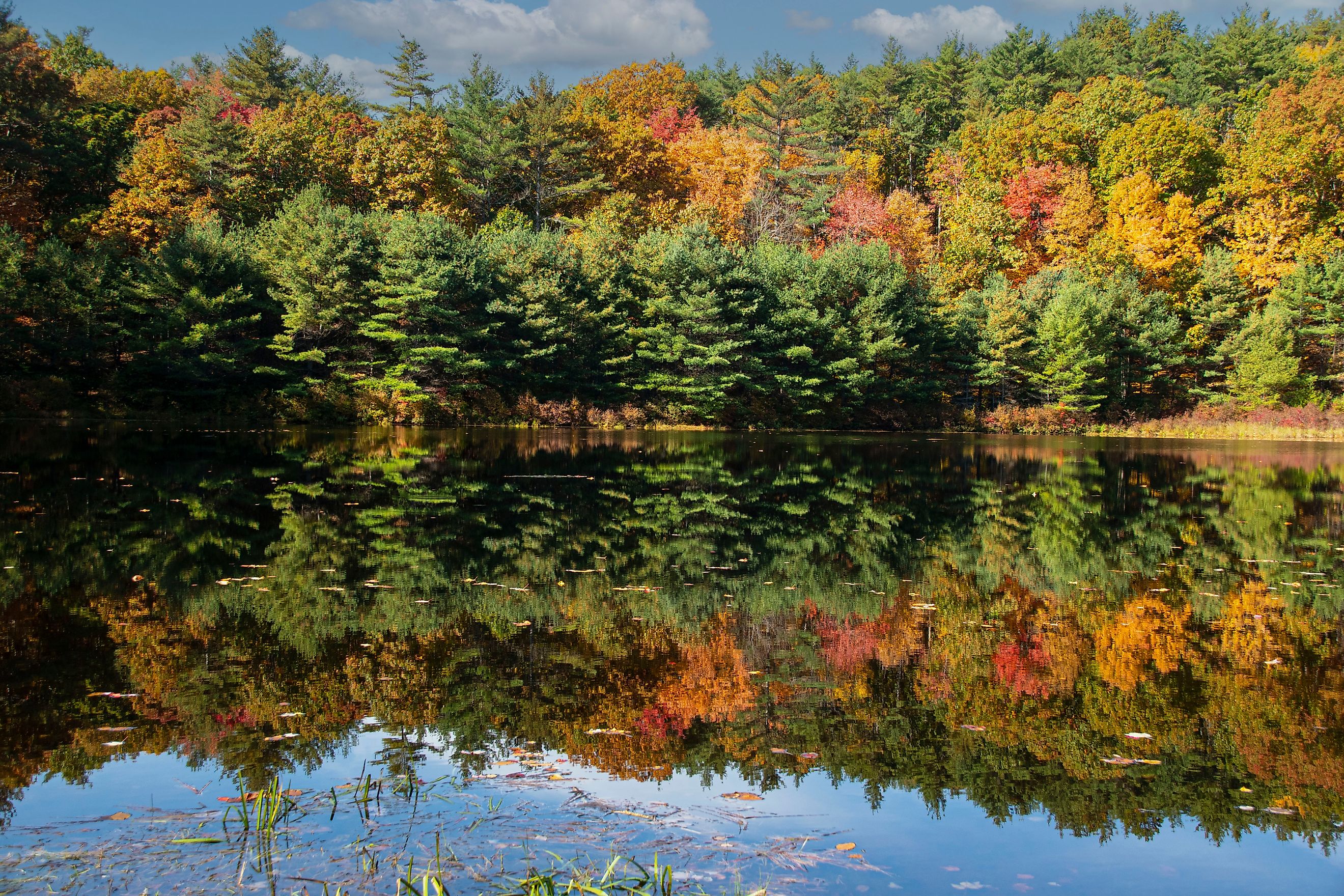 Autumn foliage in Pearl Hill State Forest in Massachusetts.