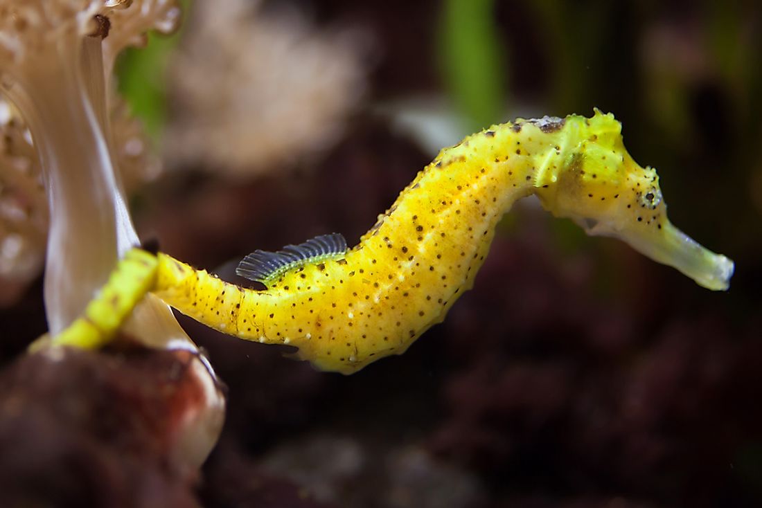 Seahorse Facts - Animals of the Ocean - WorldAtlas.com