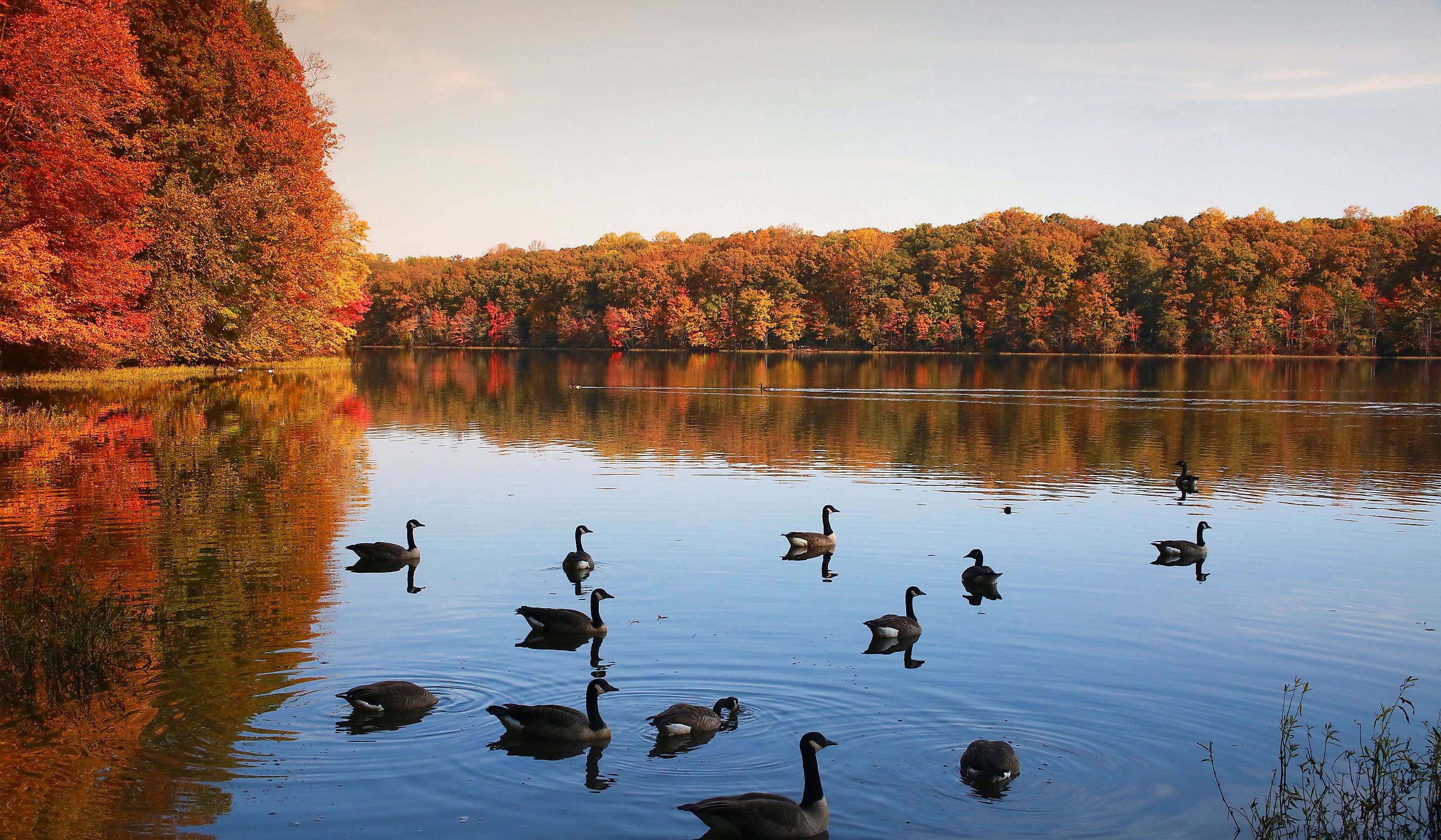 Ducks on Lake with Trees Leaves Changing Color in the Background in the Morning Sun in Burke, Virginia.