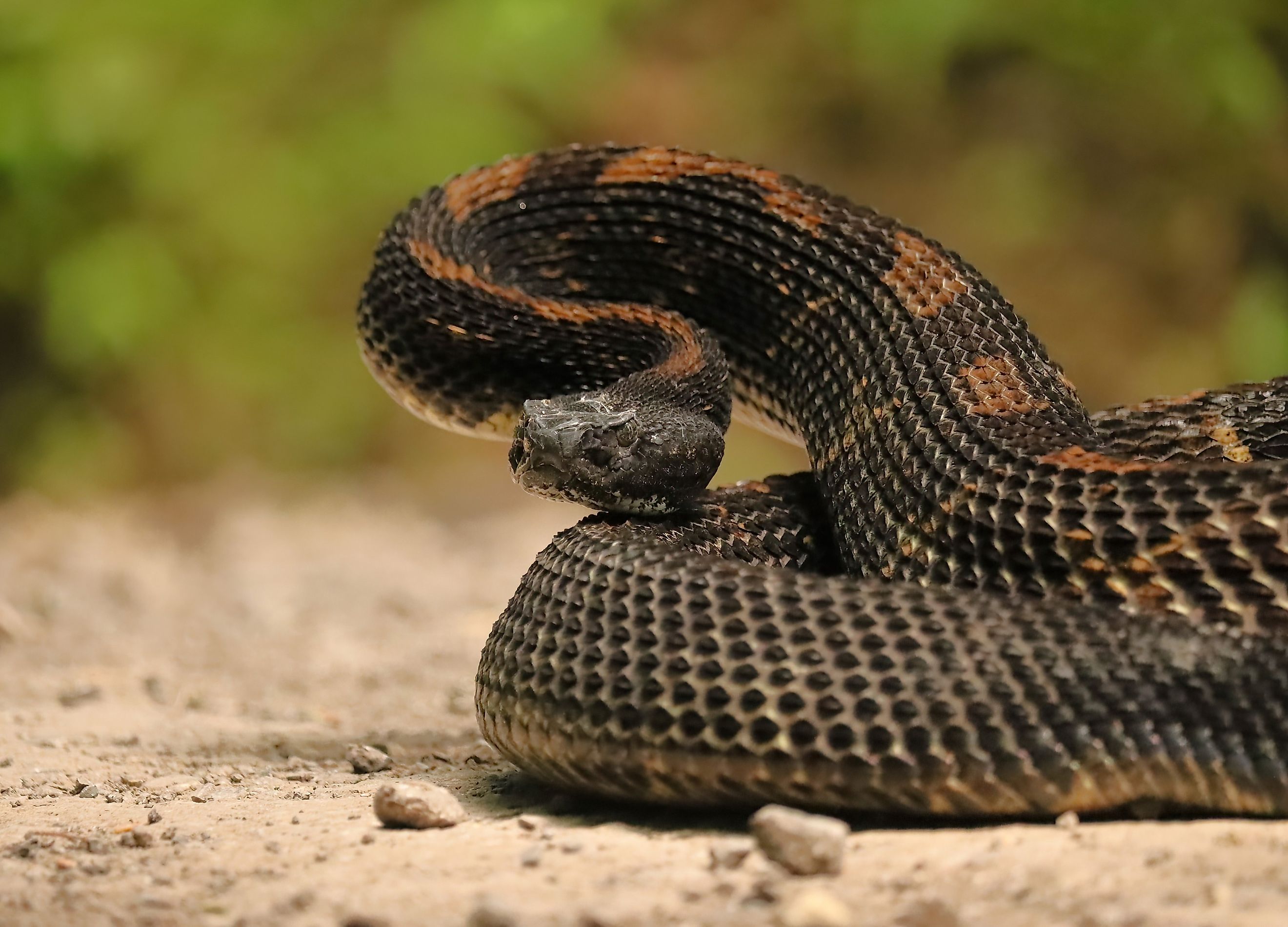 A stunning Timber Rattlesnake in its black phase, displaying dark, rich scales and a coiled, powerful body.