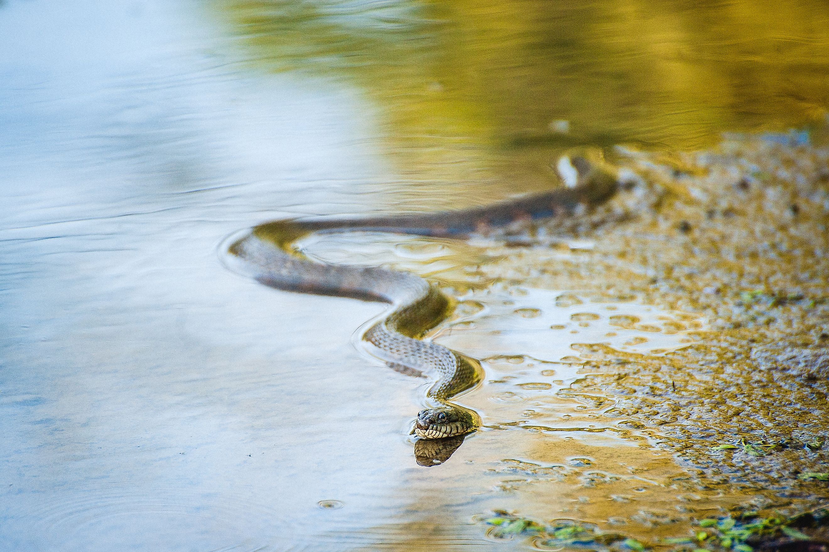 A water snake swimming through water