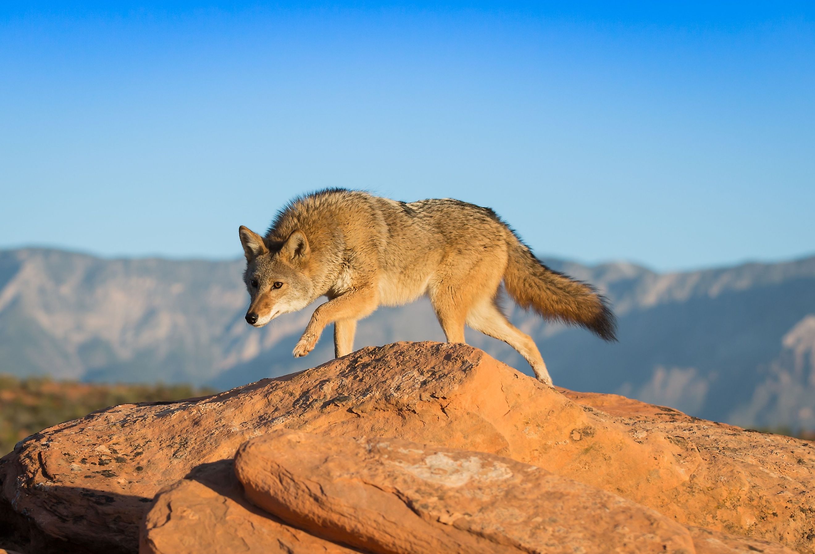 A coyote standing on a rock.