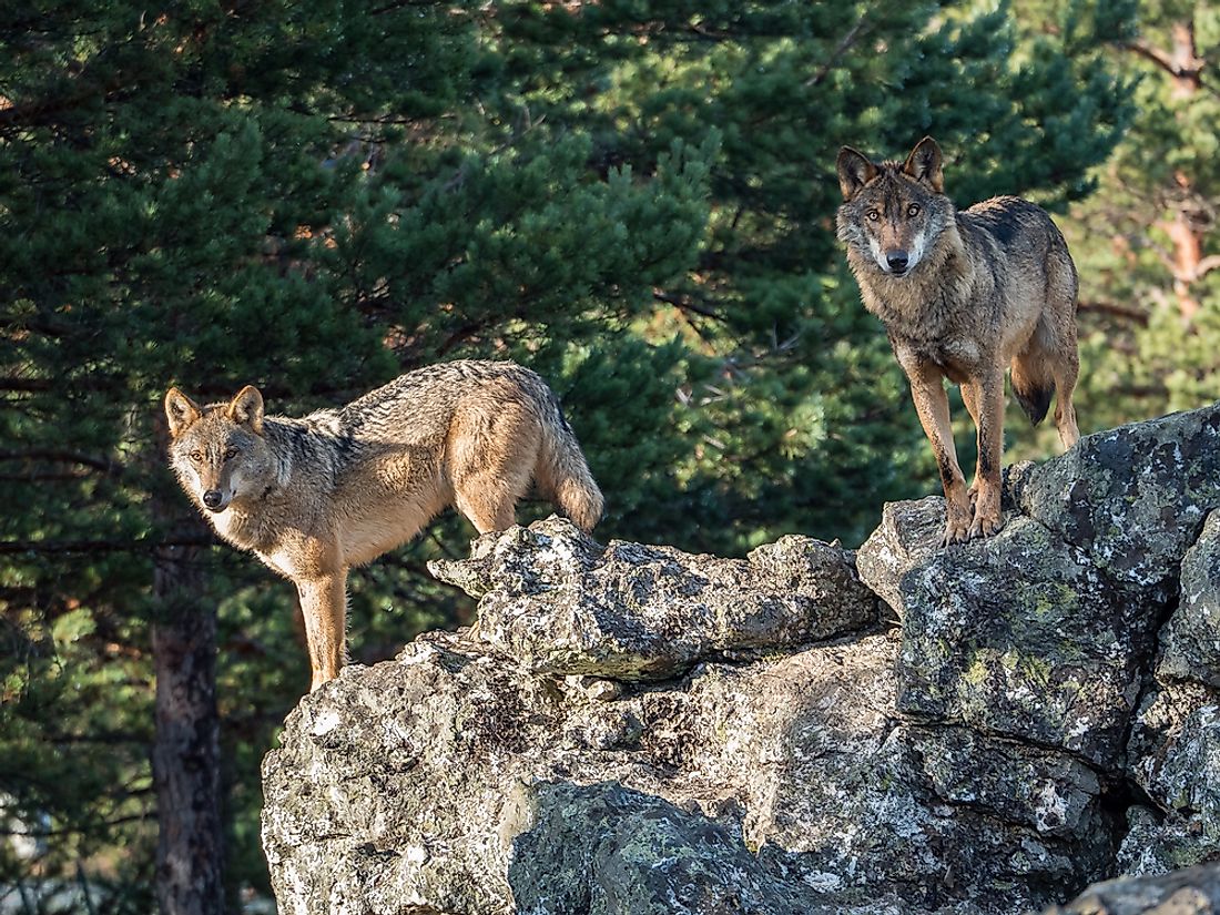 Animals Native To Spain WorldAtlas