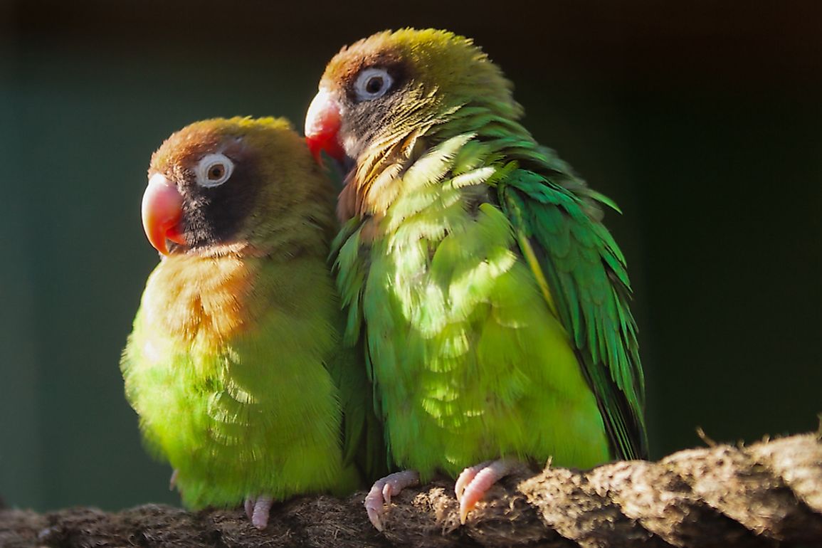 The Nine Exisiting Species Of Lovebirds - WorldAtlas