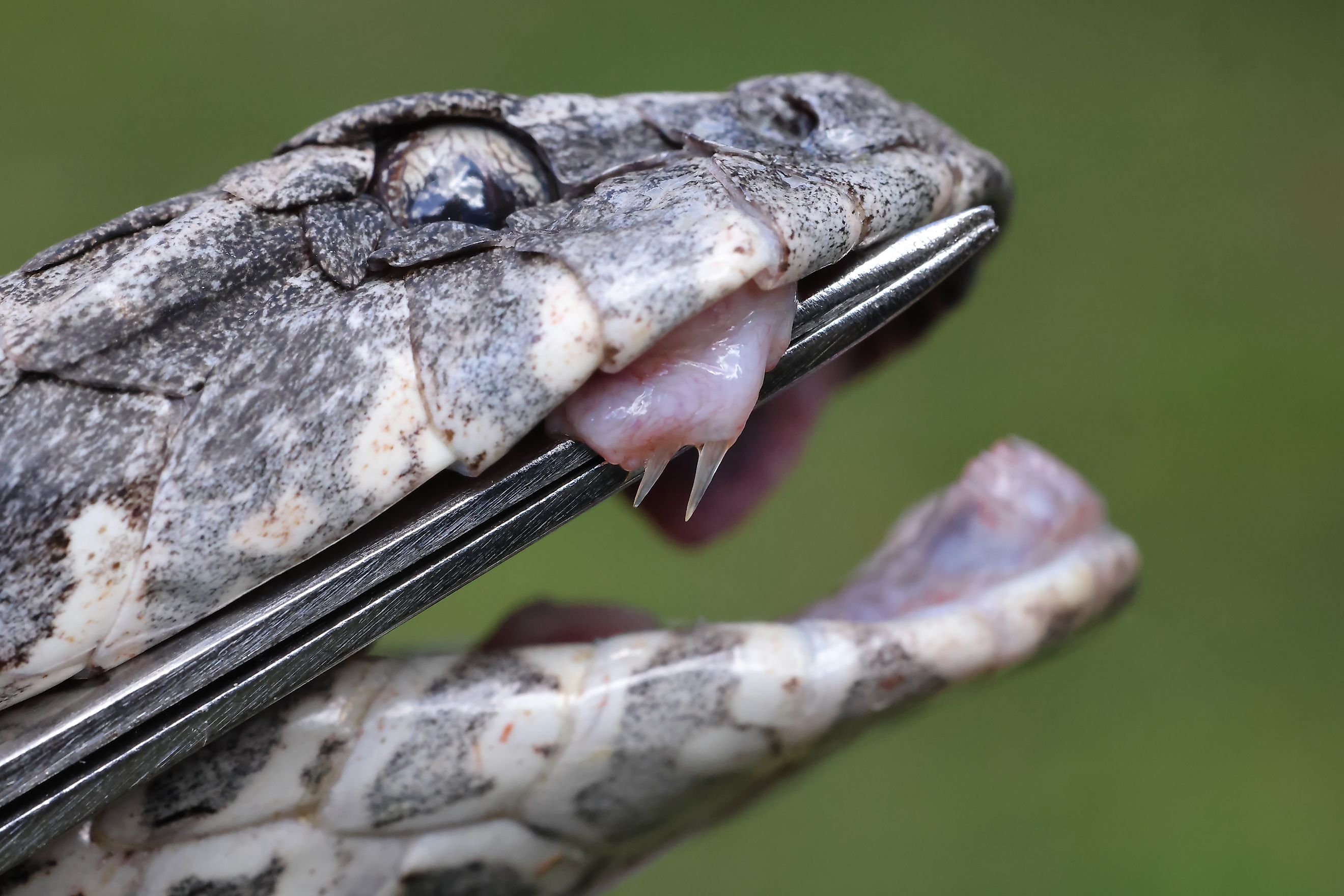 Close up of Australian Common Death Adder fang