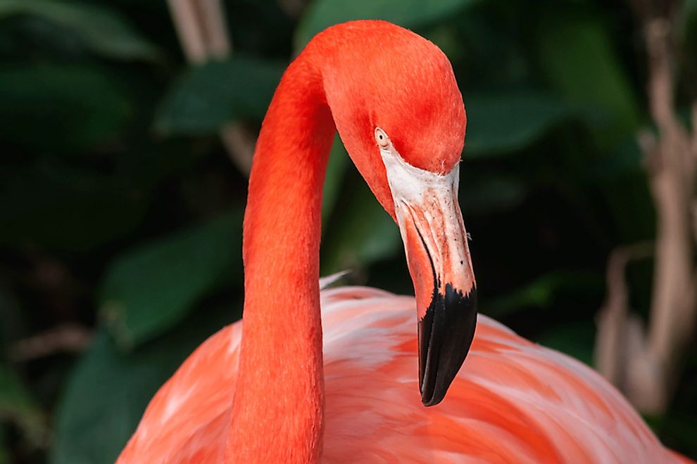 How Many Species Of Flamingos Live In The World? - WorldAtlas