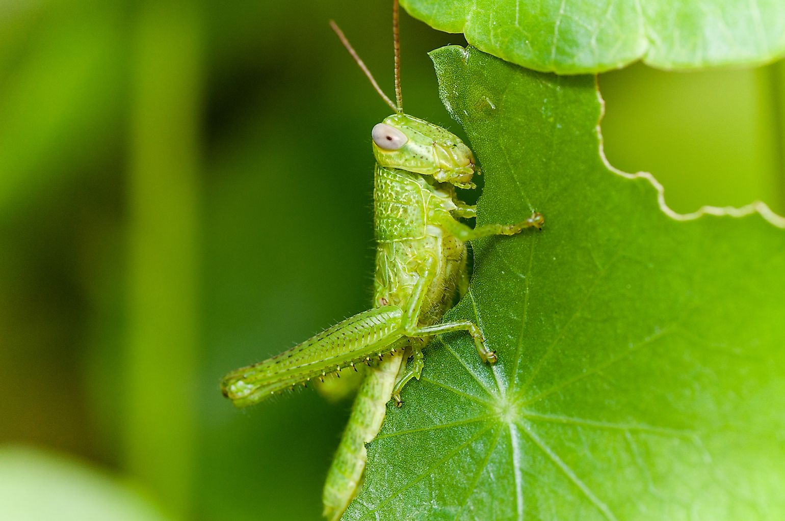 What Do Grasshoppers Eat And Drink