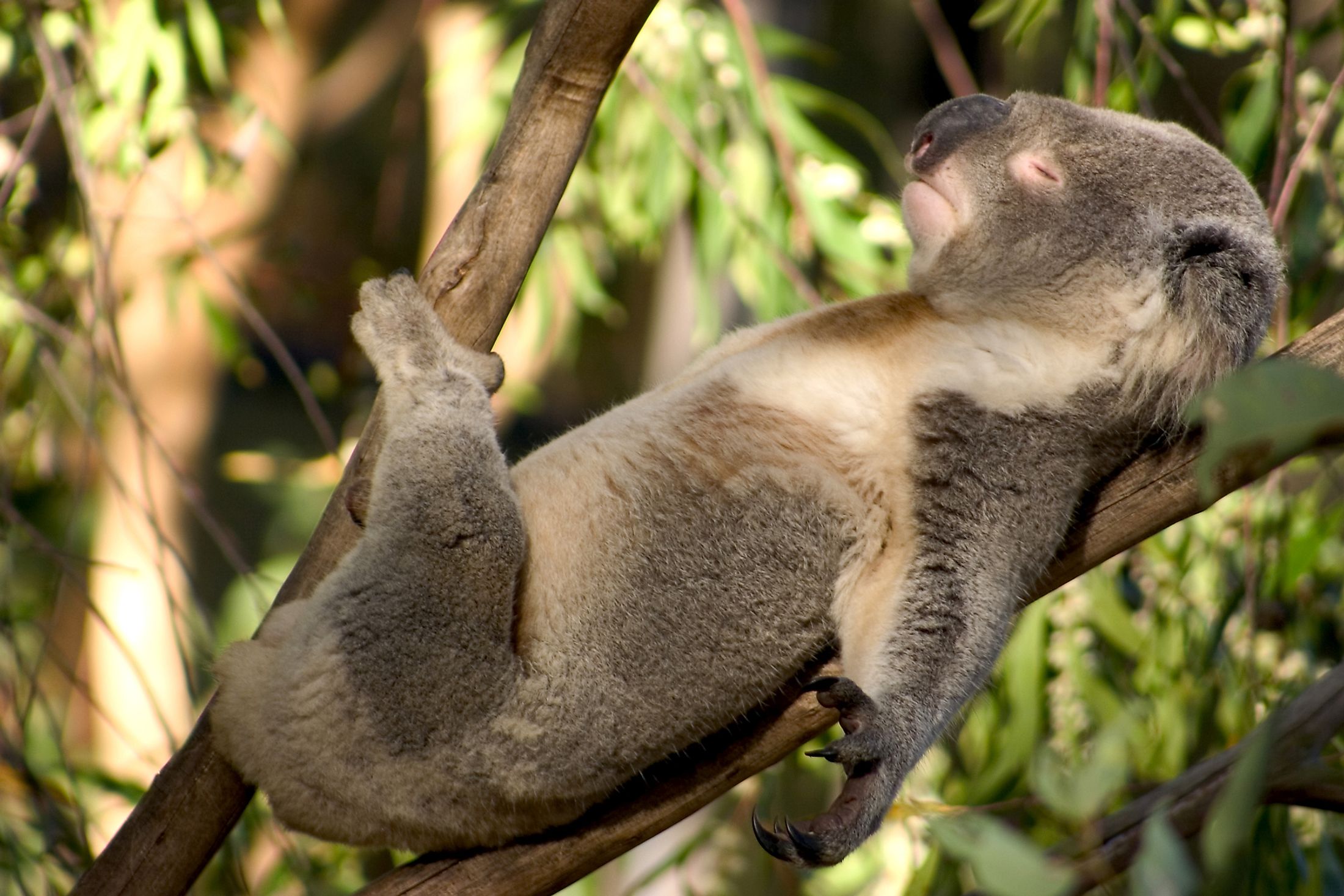 what-do-koalas-eat-worldatlas