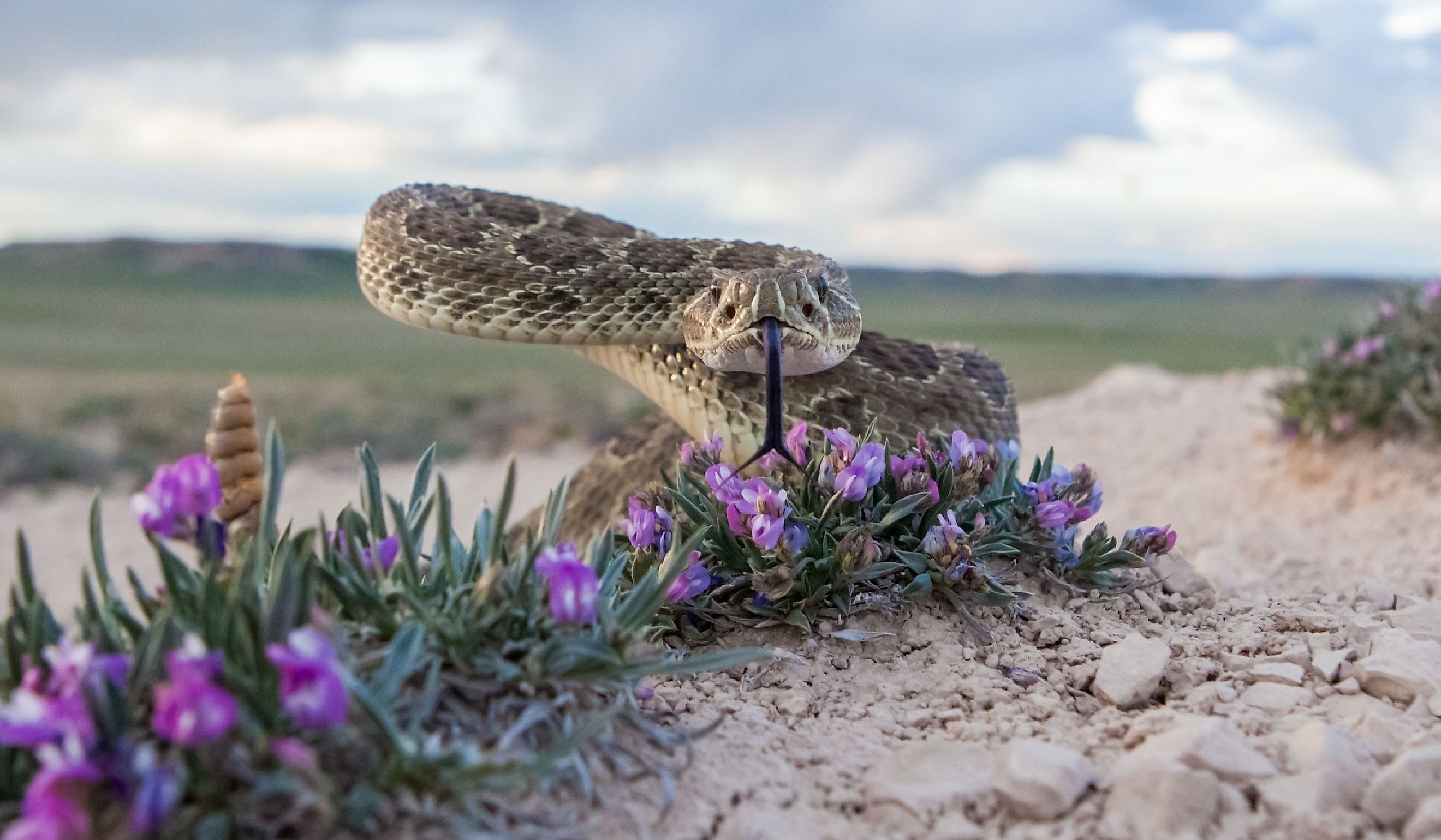 Closeup of a Prairie Rattlesnake. 