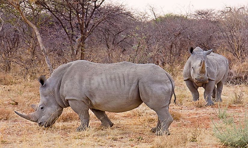 Types Of Rhinos Living Around The World Today - WorldAtlas