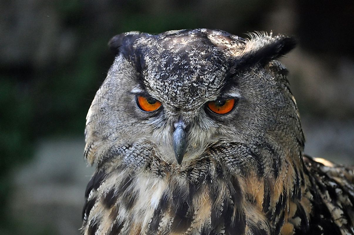 eurasian-eagle-owl-facts-animals-of-europe-worldatlas