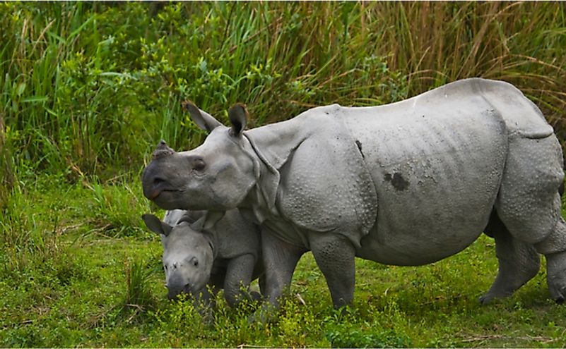 10 Animals Found In Nepal - WorldAtlas