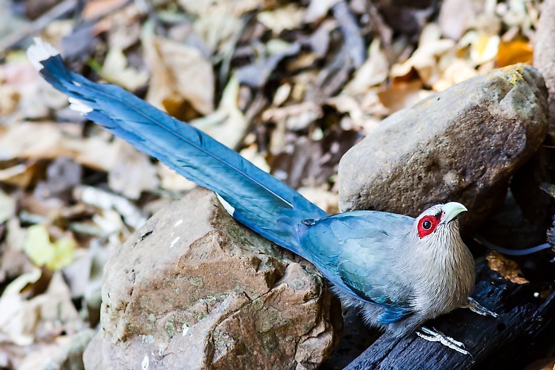 endemic-bird-species-of-sri-lanka-worldatlas