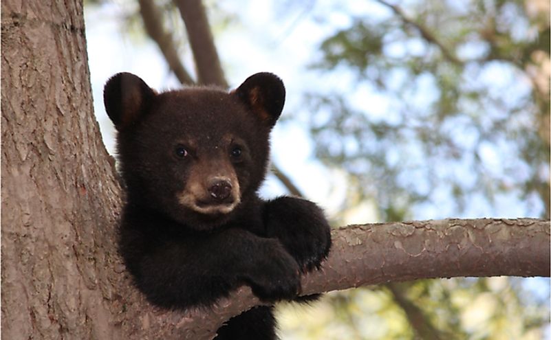 what-animals-live-in-texas-worldatlas