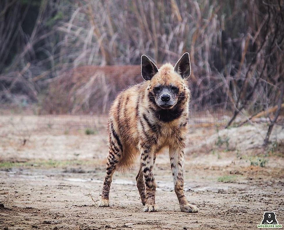 time-to-recognize-that-hyenas-are-nice-not-nasty-worldatlas