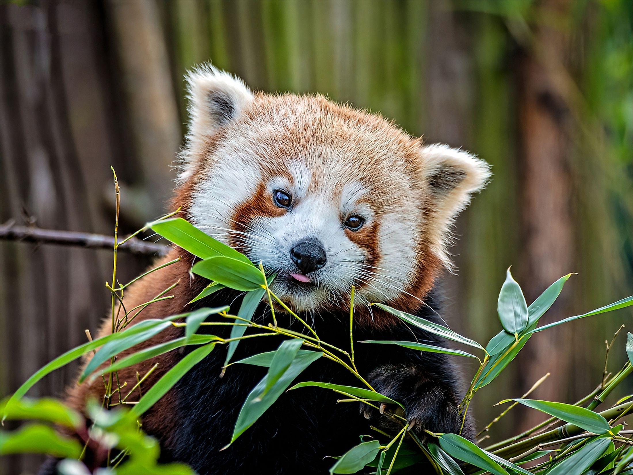 Why Are Red Pandas Endangered Worldatlas Riset