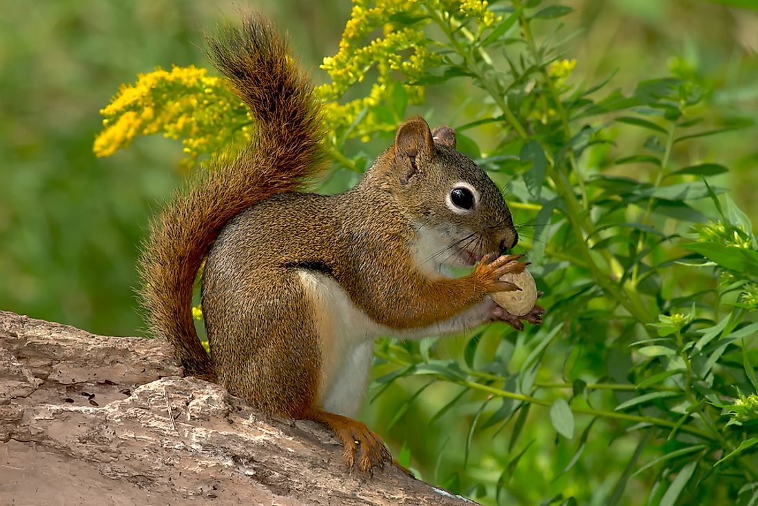 5 Types of North American Squirrels - WorldAtlas