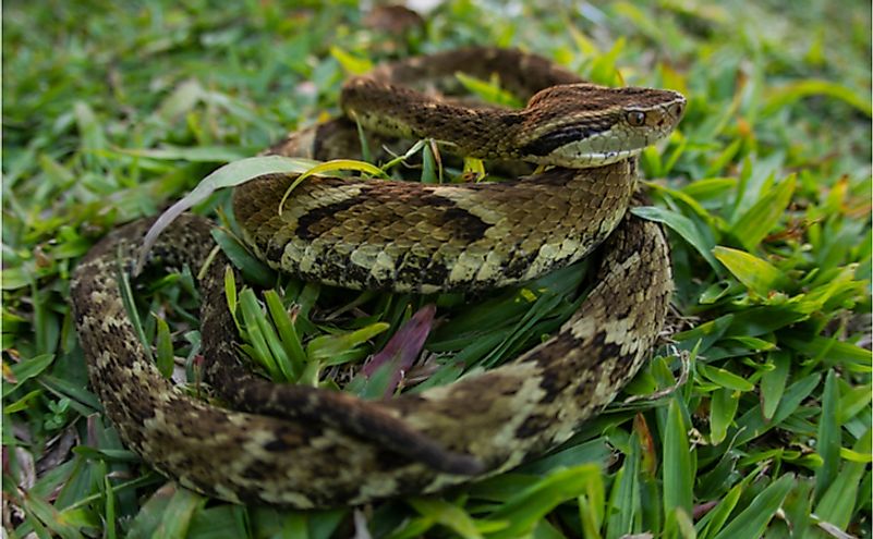 10 Animals That Live In Paraguay - Worldatlas