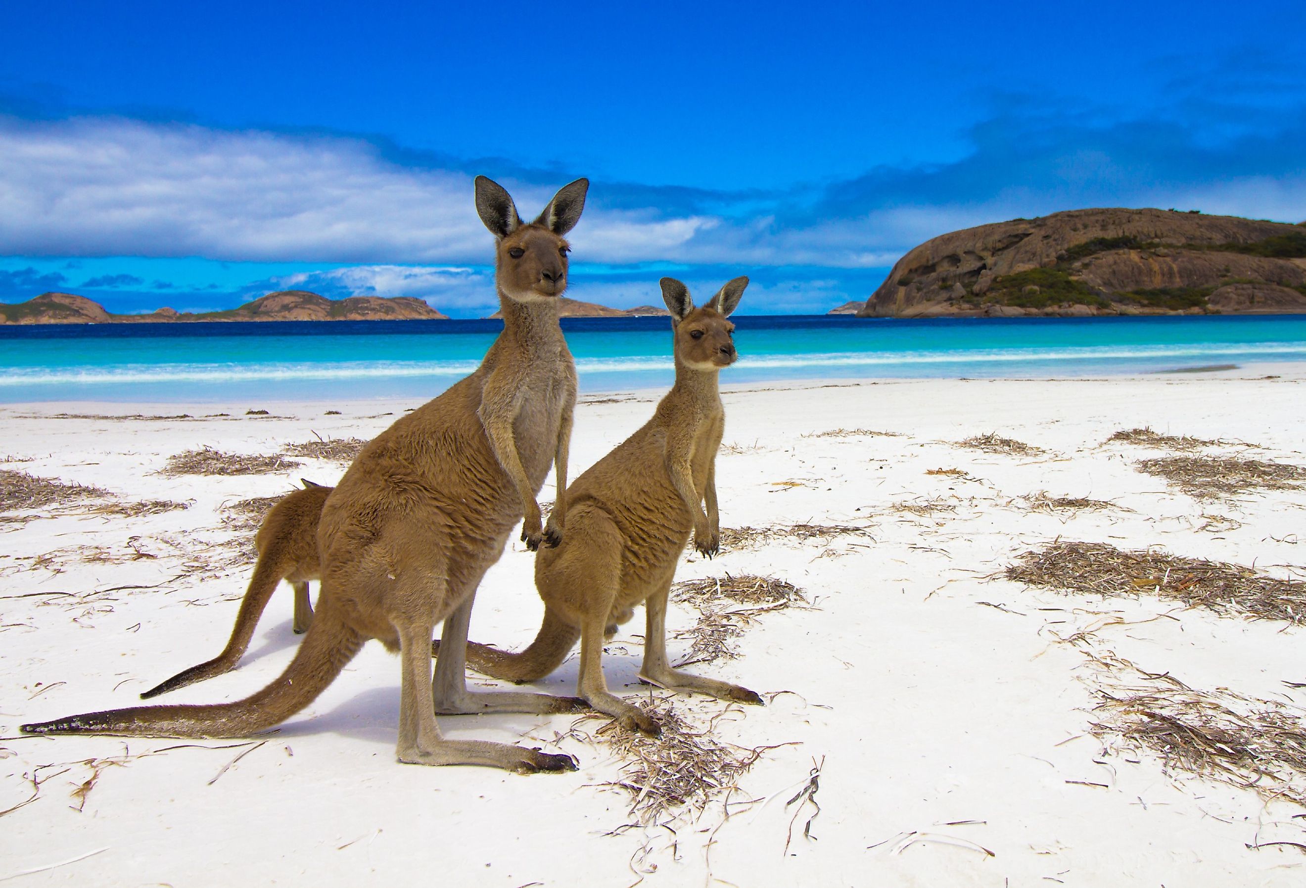 Esperence Lucky Bay Western Australia Kangaroo Beach.