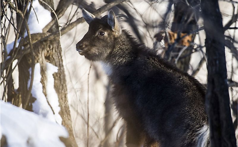 10-animals-found-in-north-korea-worldatlas