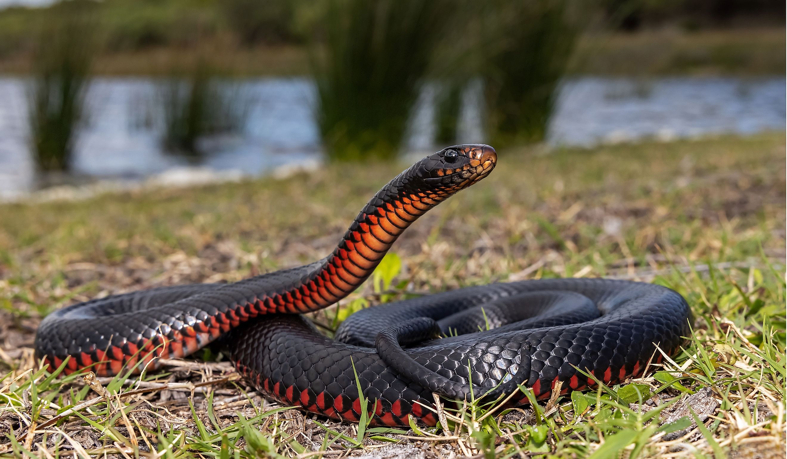 Red-bellied Black Snake basking in habitat.