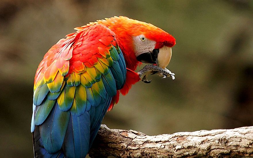 Bright And Beautiful: The Types Of Macaws Living In The World Today ...