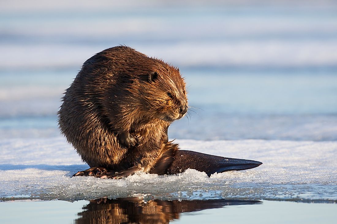 animals-that-live-in-canada-worldatlas