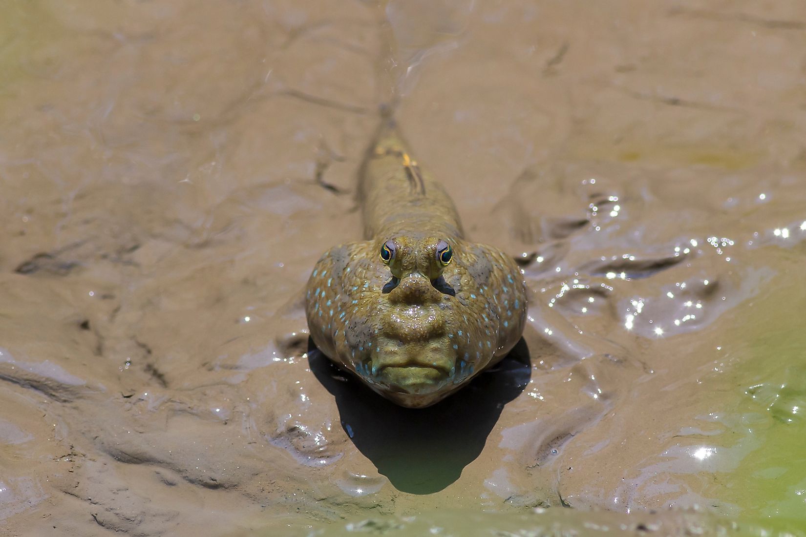 Fascinating Animals That Live In Mangrove Forests WorldAtlas