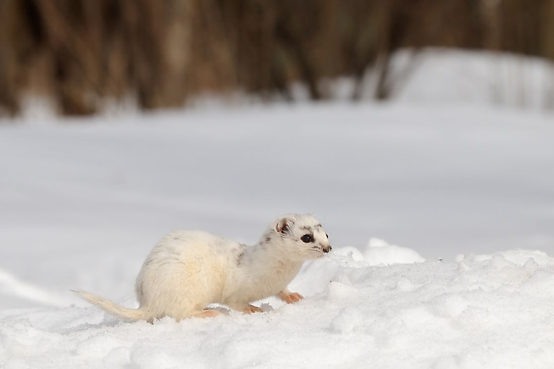 animals-that-live-in-the-desert-worldatlas