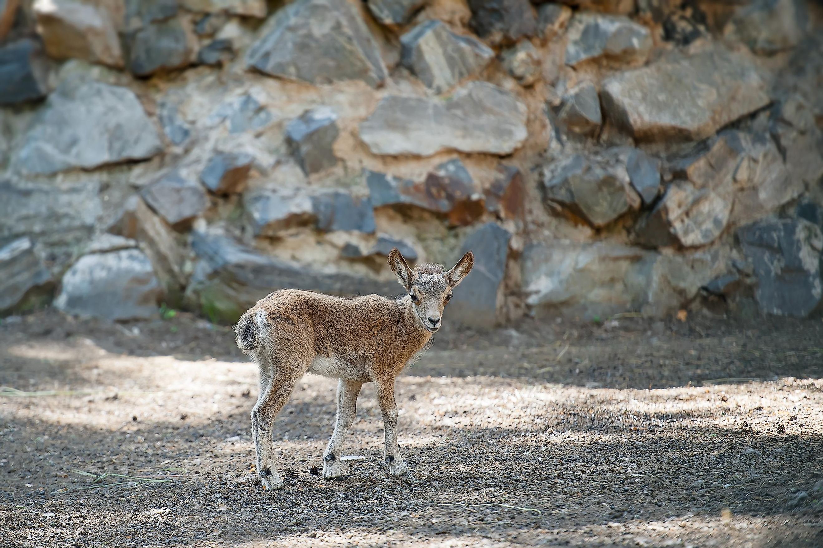 what-animals-live-in-the-gobi-desert-worldatlas