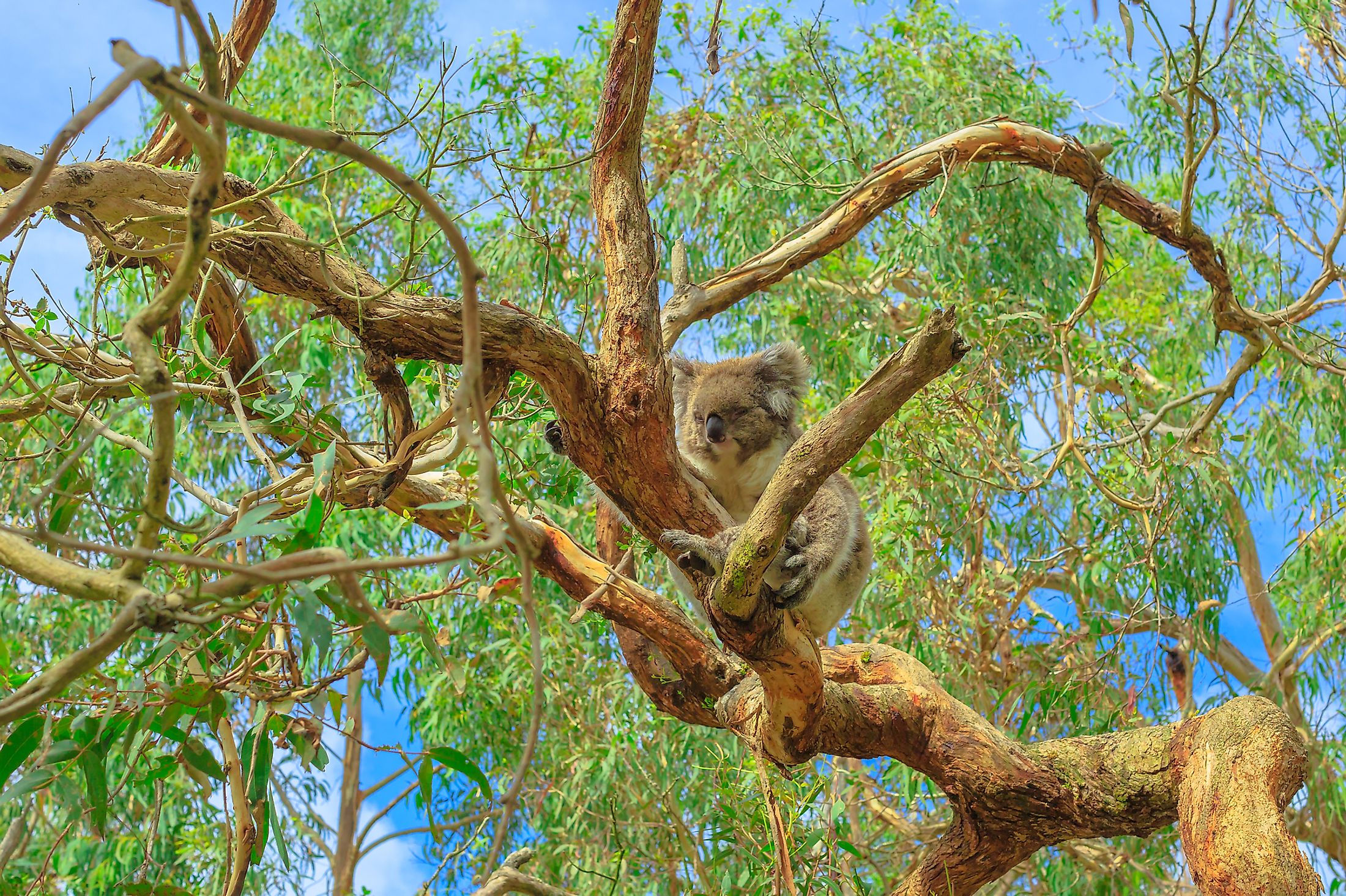 What Do Koalas Eat WorldAtlas