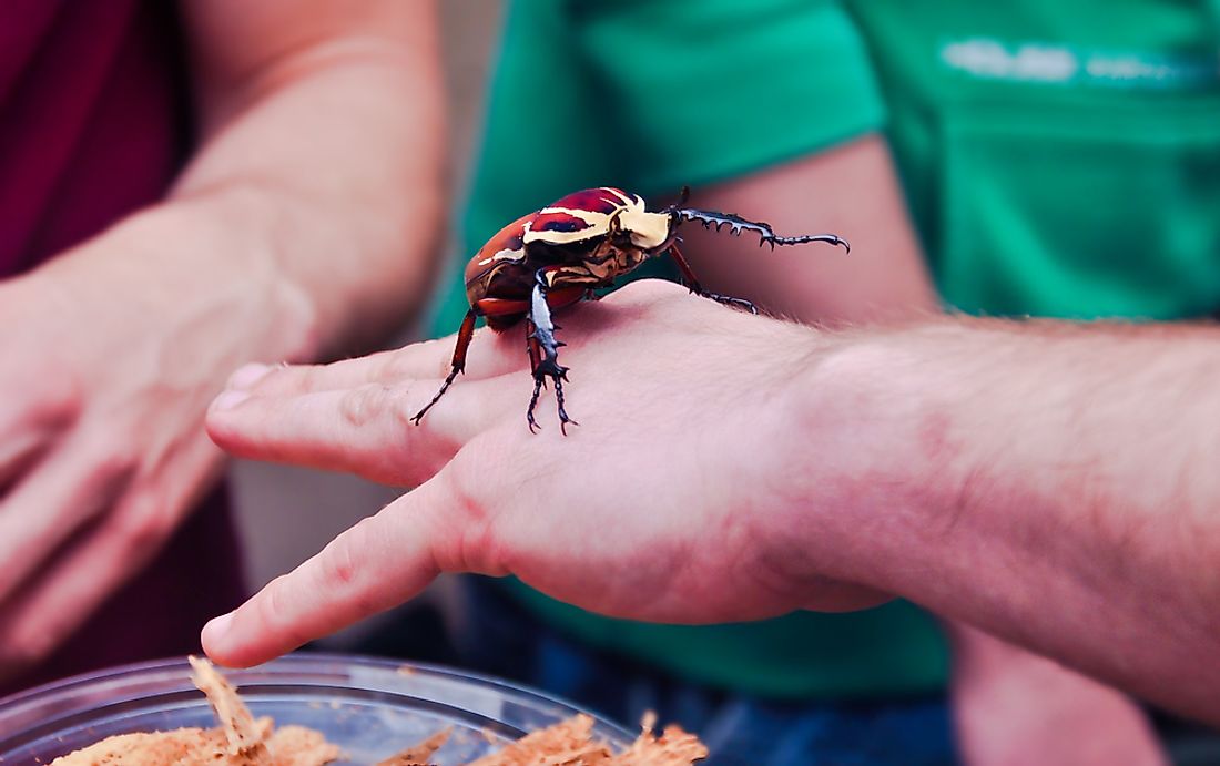 The Biggest Insects In The World WorldAtlas