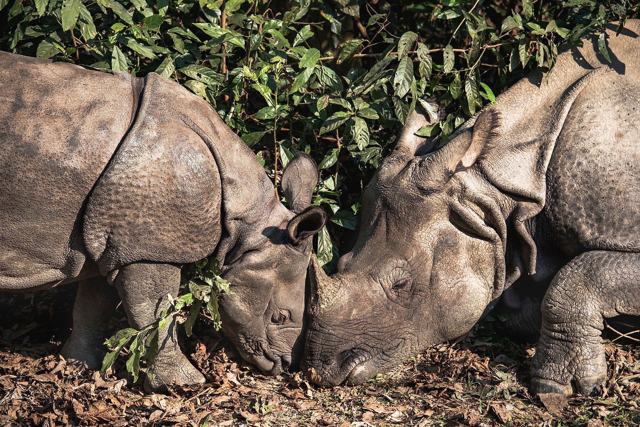 What Are Rhino Horns Made Out Of? WorldAtlas