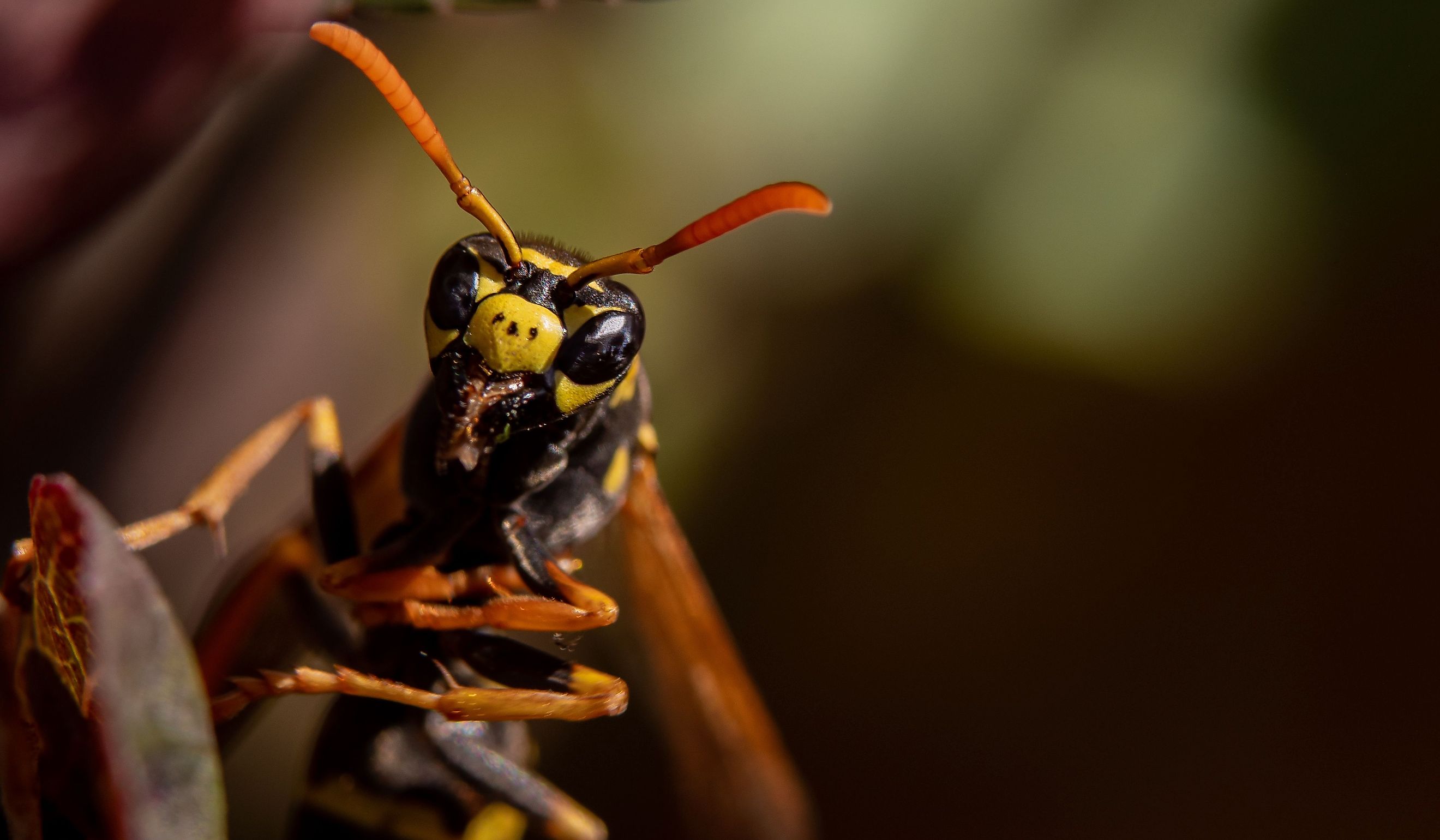 A Western Yellowjacket Macro Closeup.