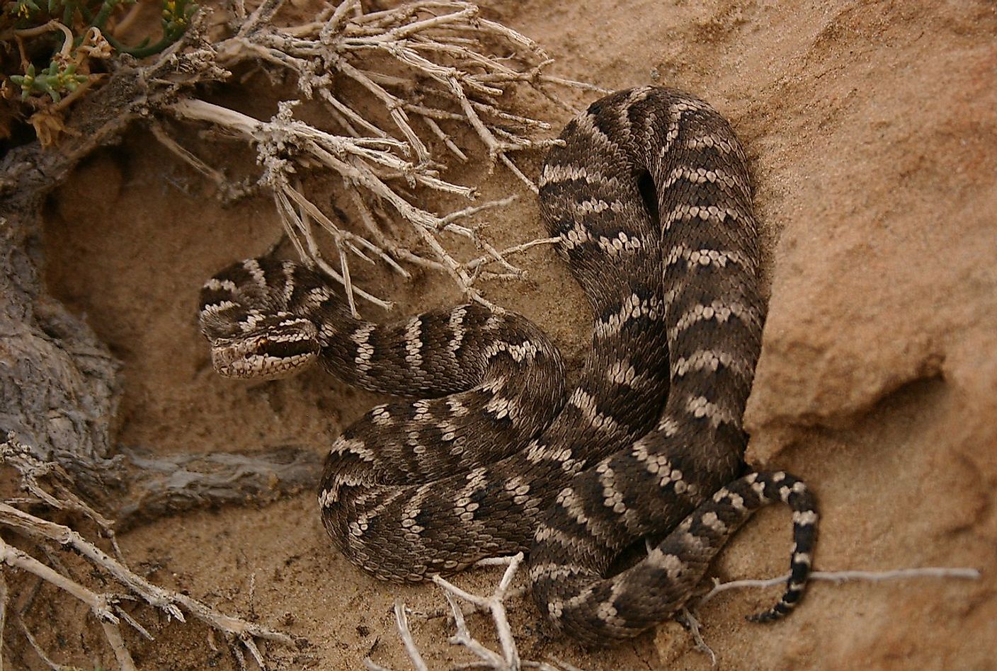 What Animals Live In The Gobi Desert? - WorldAtlas