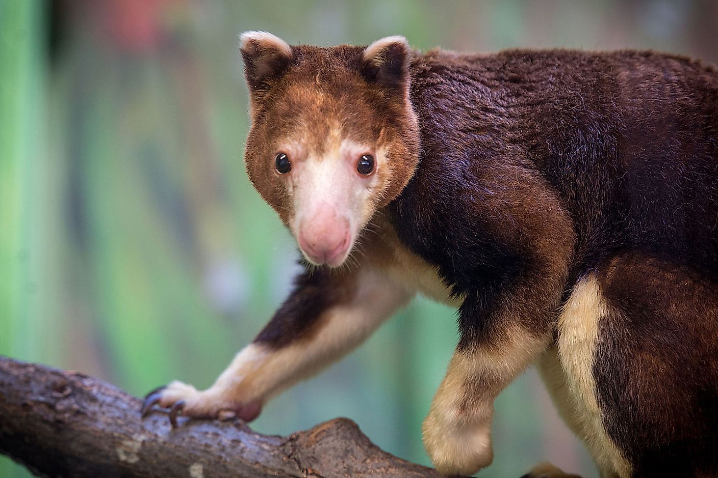 10-fascinating-arboreal-mammals-worldatlas