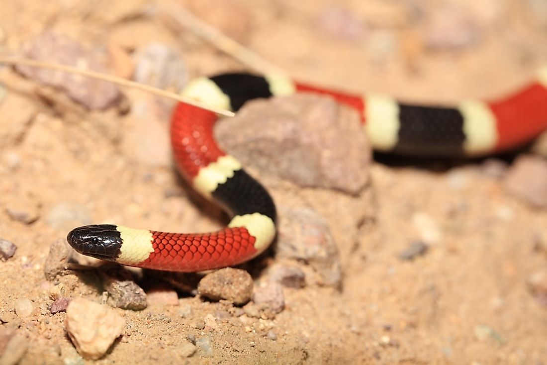 the-venomous-snakes-of-new-mexico-worldatlas