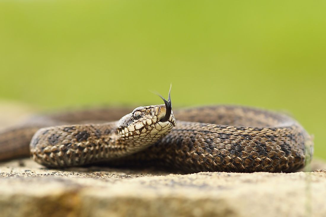 can-snakes-smell-worldatlas