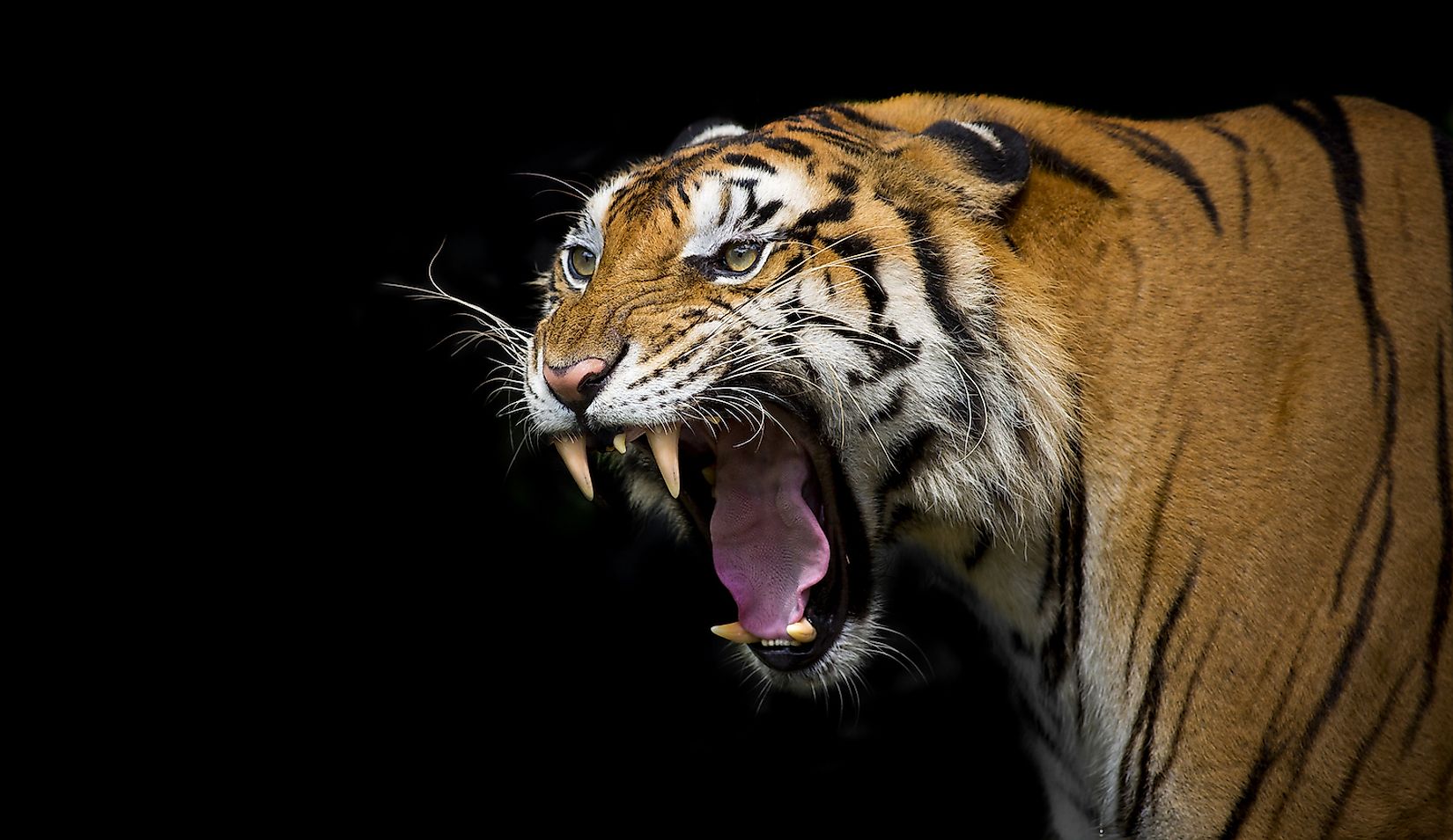 Why Is the Sumatran Tiger on the Brink of Extinction? - WorldAtlas